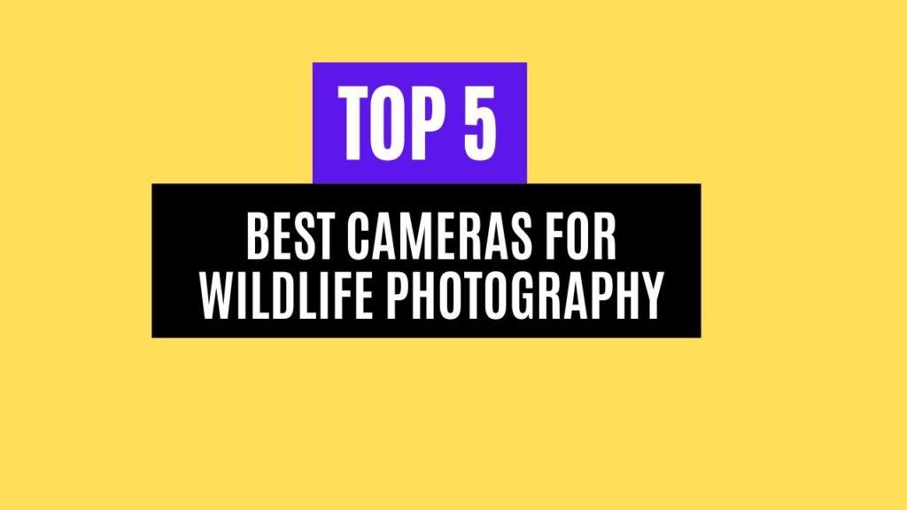 Top 5 Best Cameras for Wildlife Photography in 2025