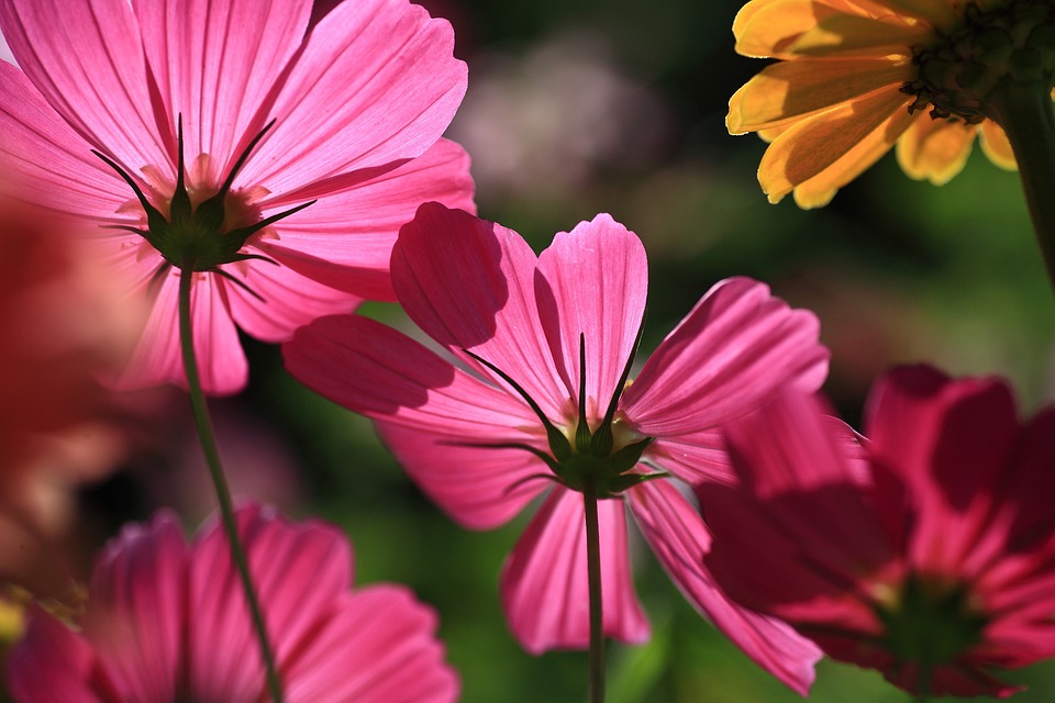 pink flowers with wide pedals