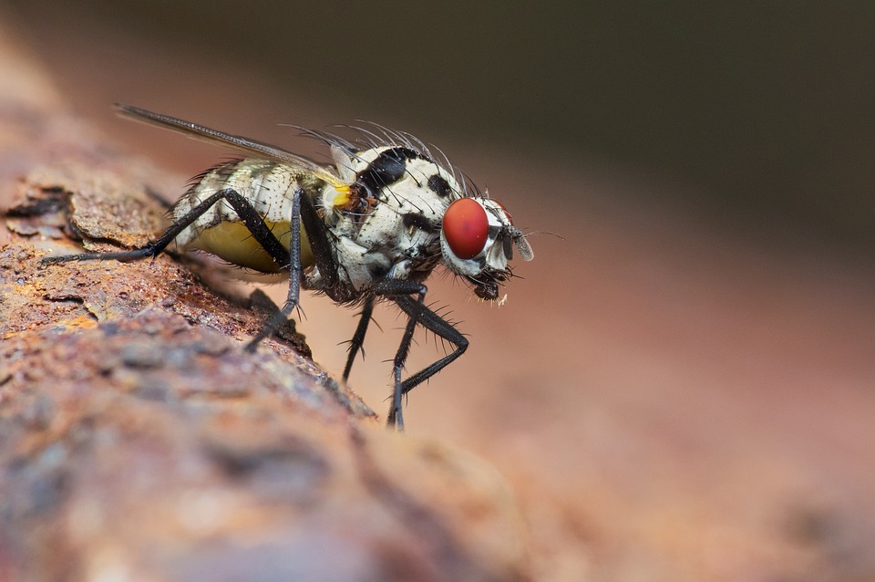 a bee up close