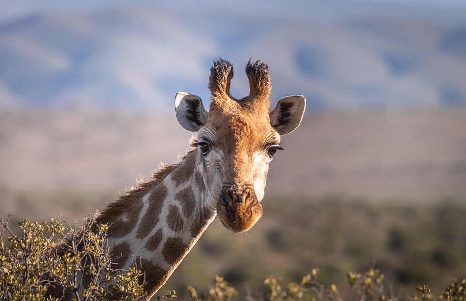 giraffe head