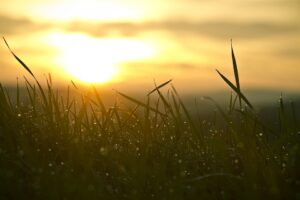 grass sunrise sunset