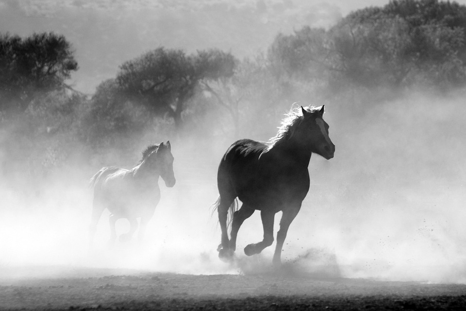 horses running