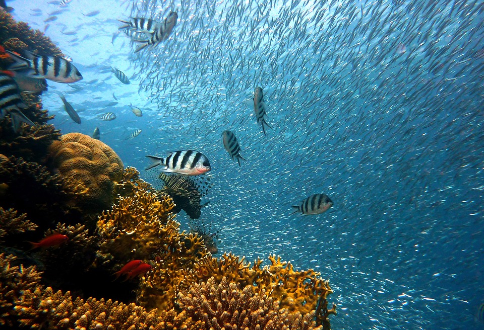 underwater with fish