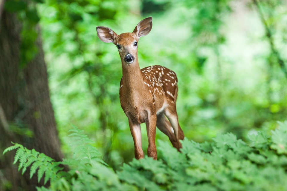 young deer